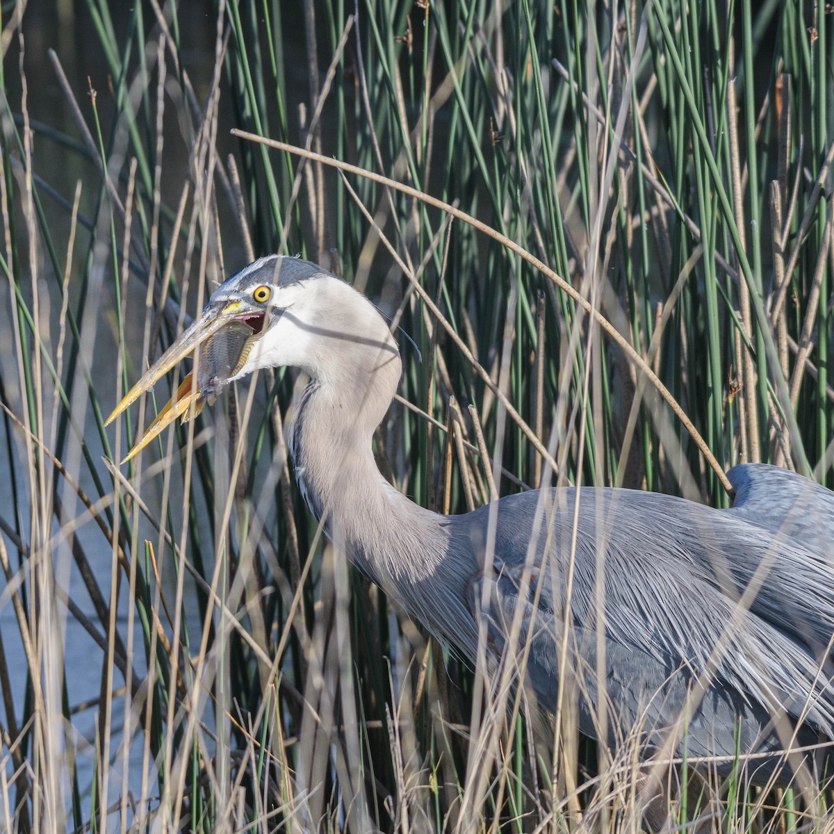 Great Blue Heron - Jon Zanone