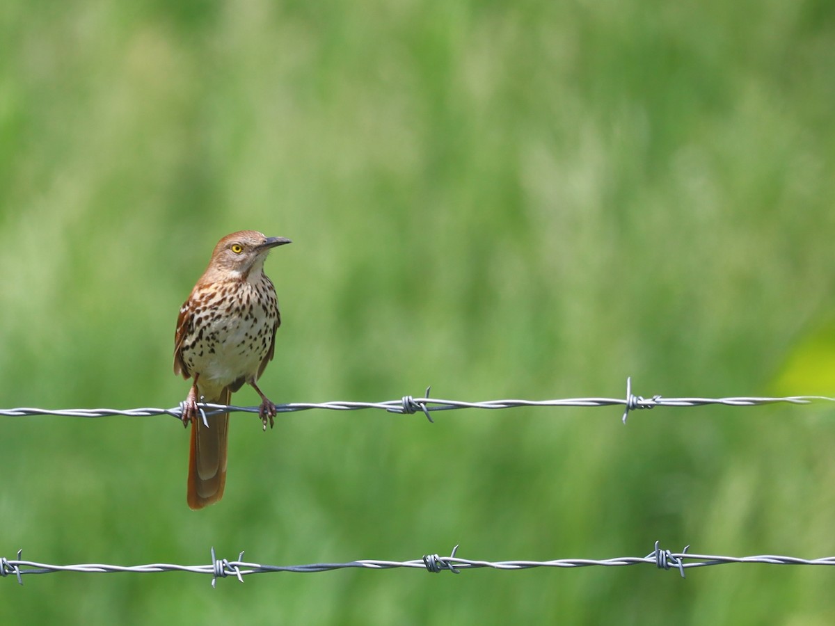 Brown Thrasher - Nolan Kerr