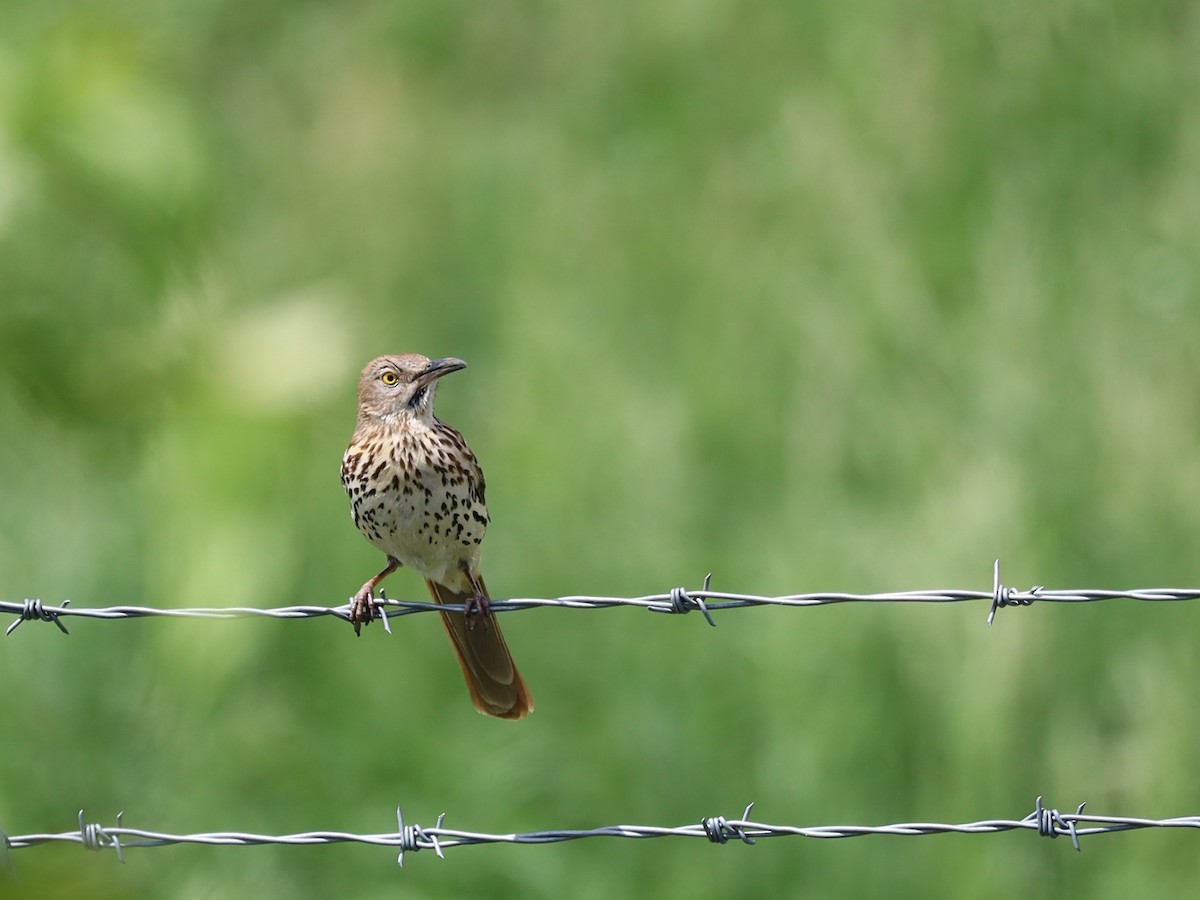 Brown Thrasher - Nolan Kerr