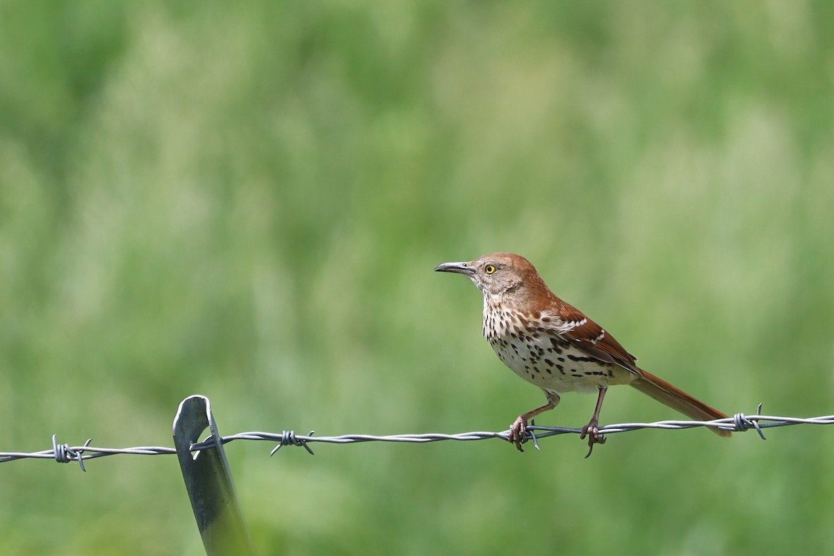 Brown Thrasher - Nolan Kerr