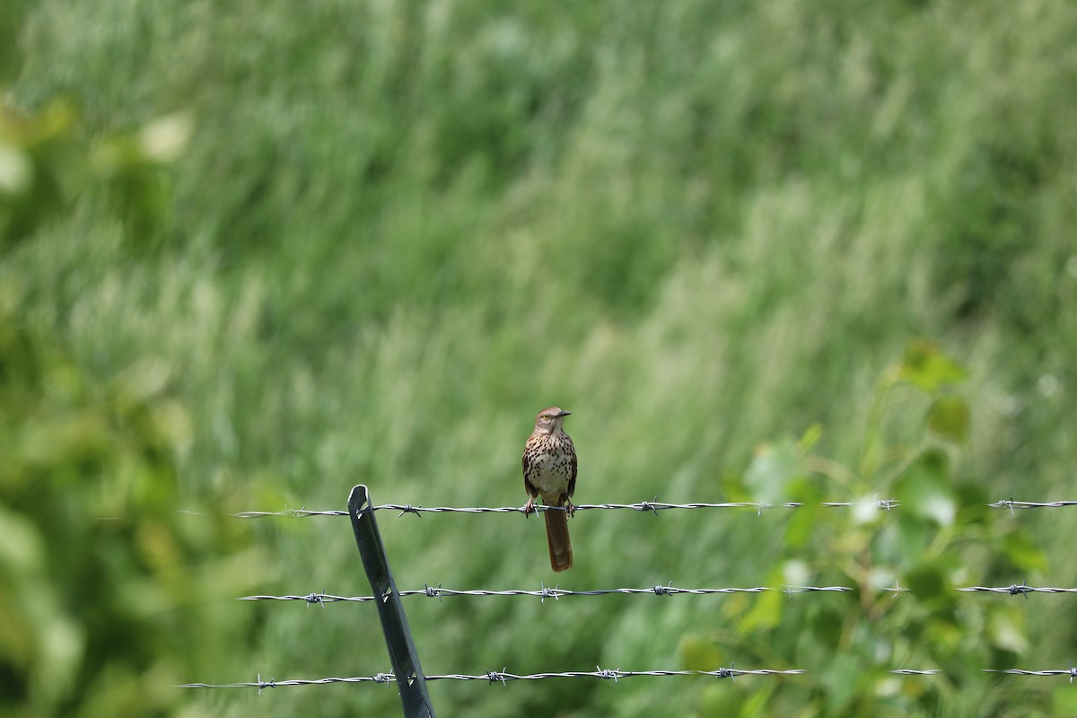 Brown Thrasher - Nolan Kerr