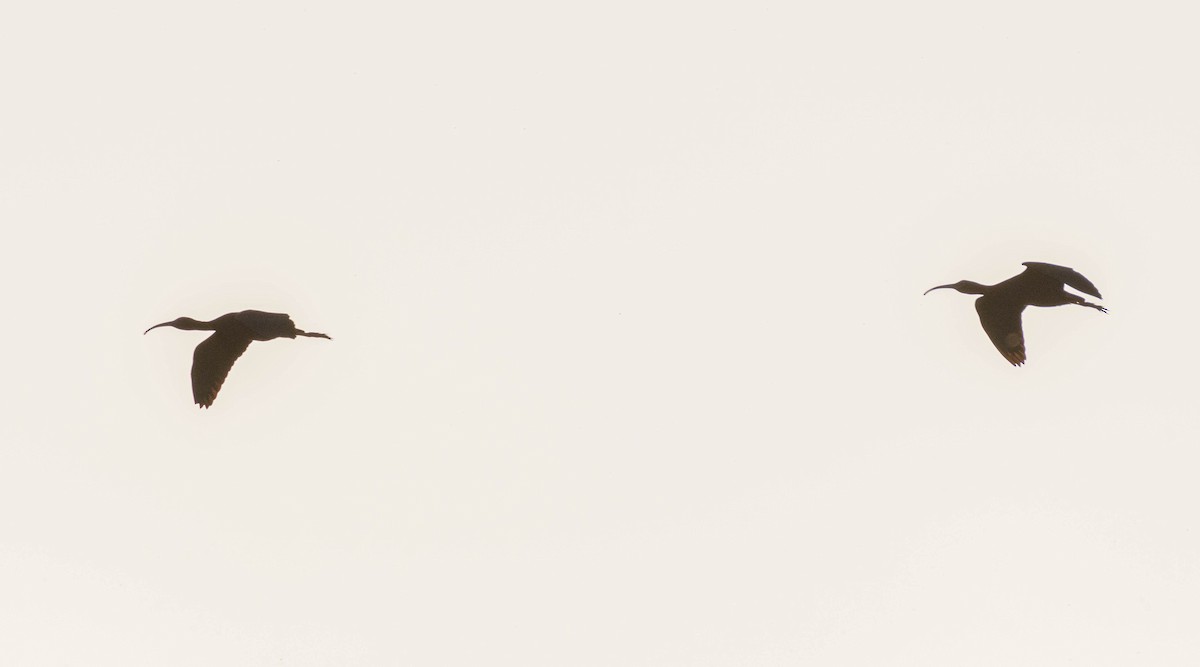 ibis americký - ML619553627