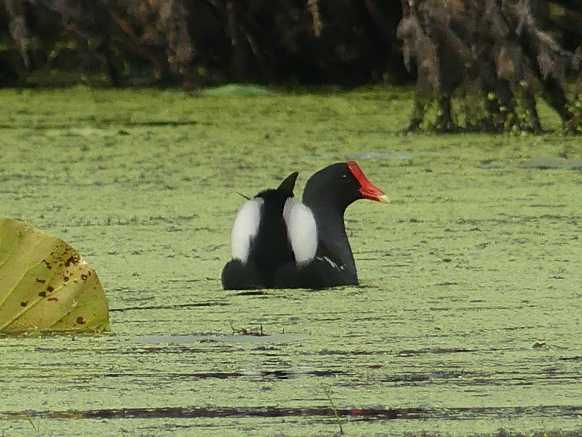 Common Gallinule - Ryan Banek