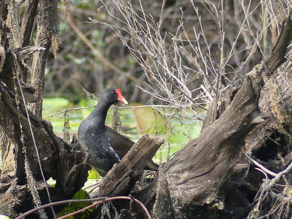 Common Gallinule - Ryan Banek