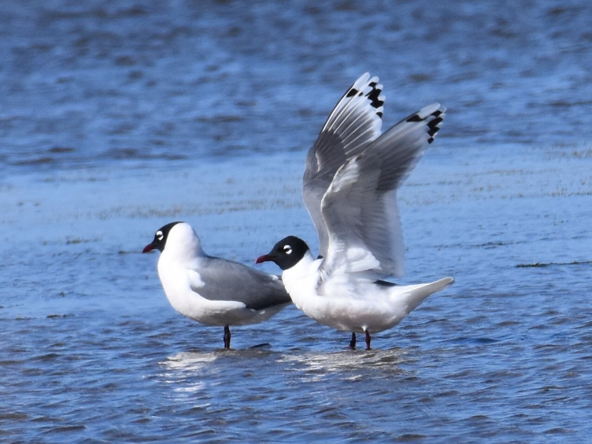 Franklin's Gull - David Gallagher