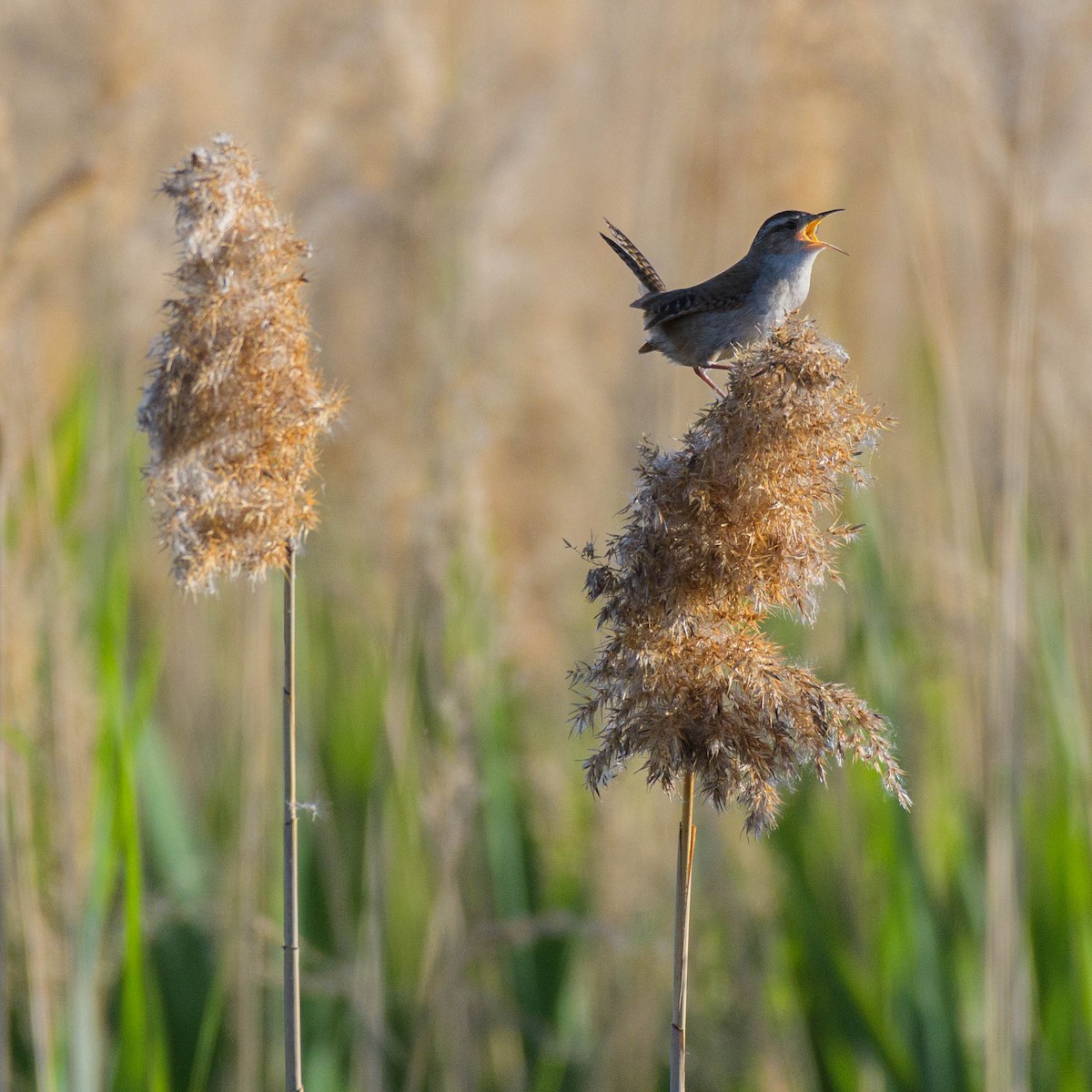 Marsh Wren - Jon Zanone