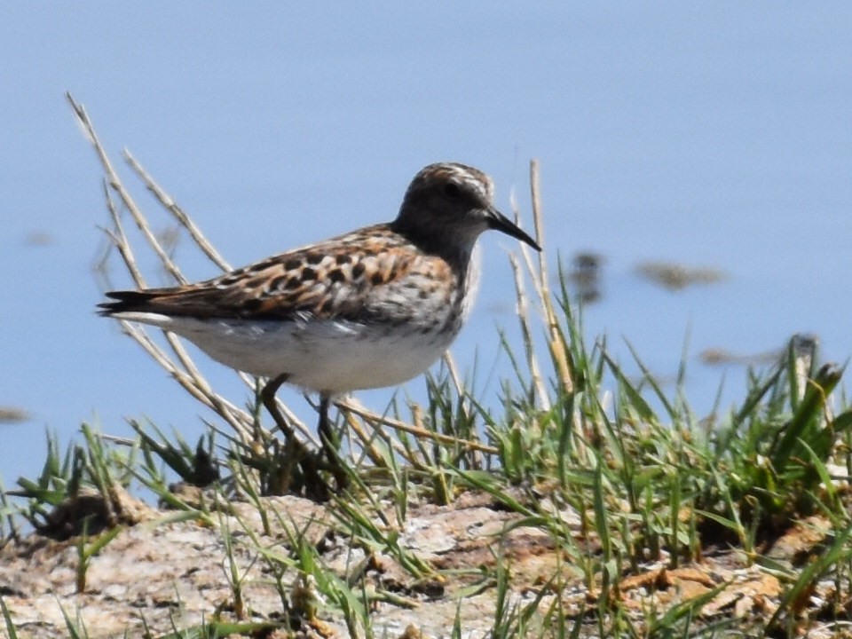 Least Sandpiper - David Gallagher