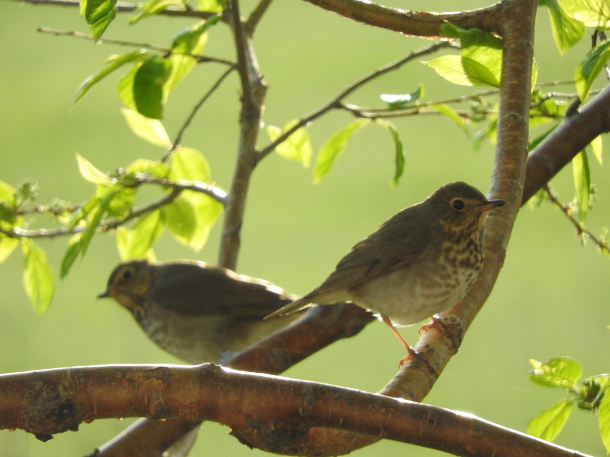 Swainson's Thrush - Andy Teucher