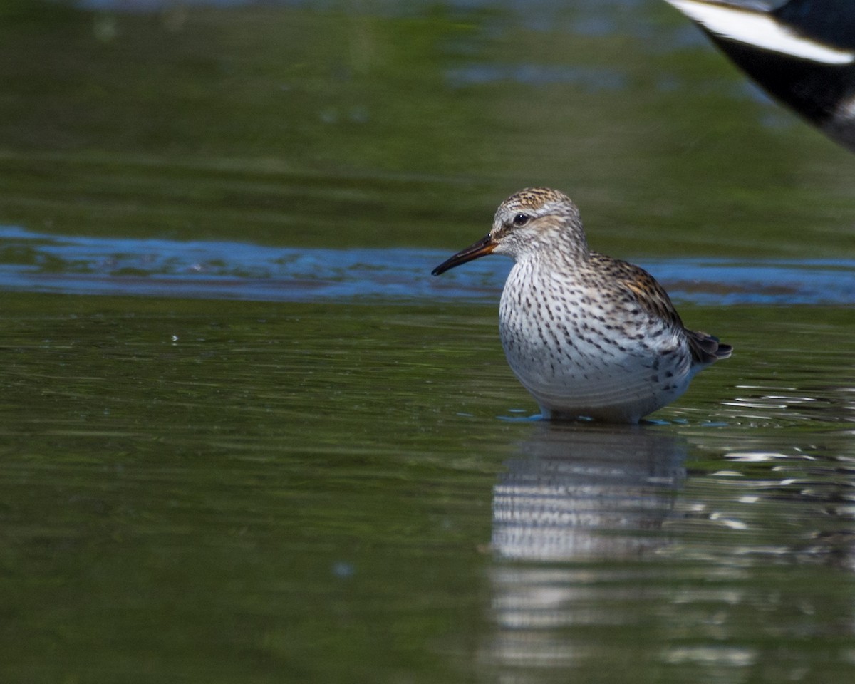 White-rumped Sandpiper - Larry Bird