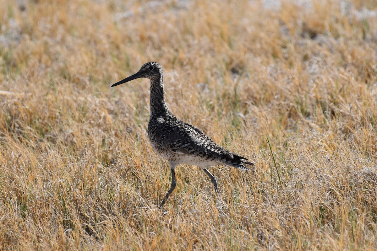 Willet - ML619553654