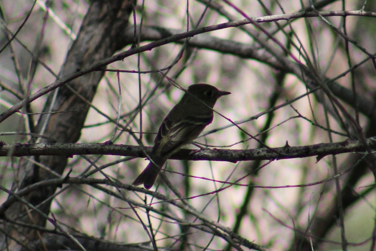 Western Flycatcher - Adair Bock