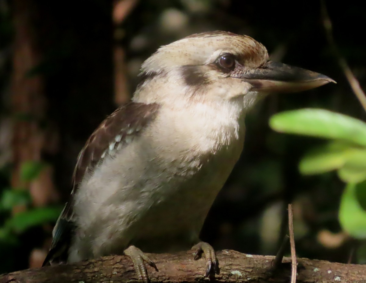 Laughing Kookaburra - Paul Dobbie