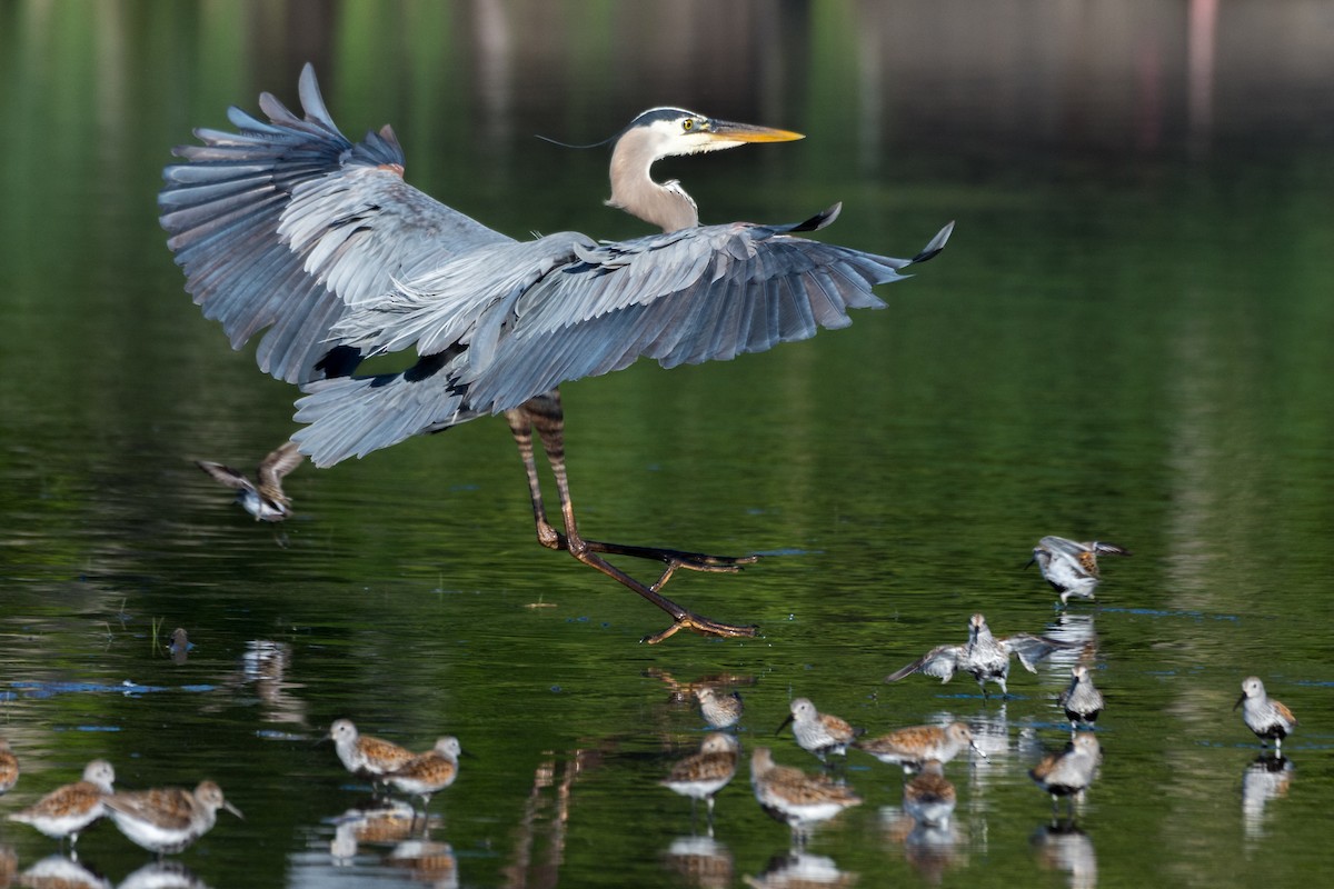 Great Blue Heron - Larry Bird