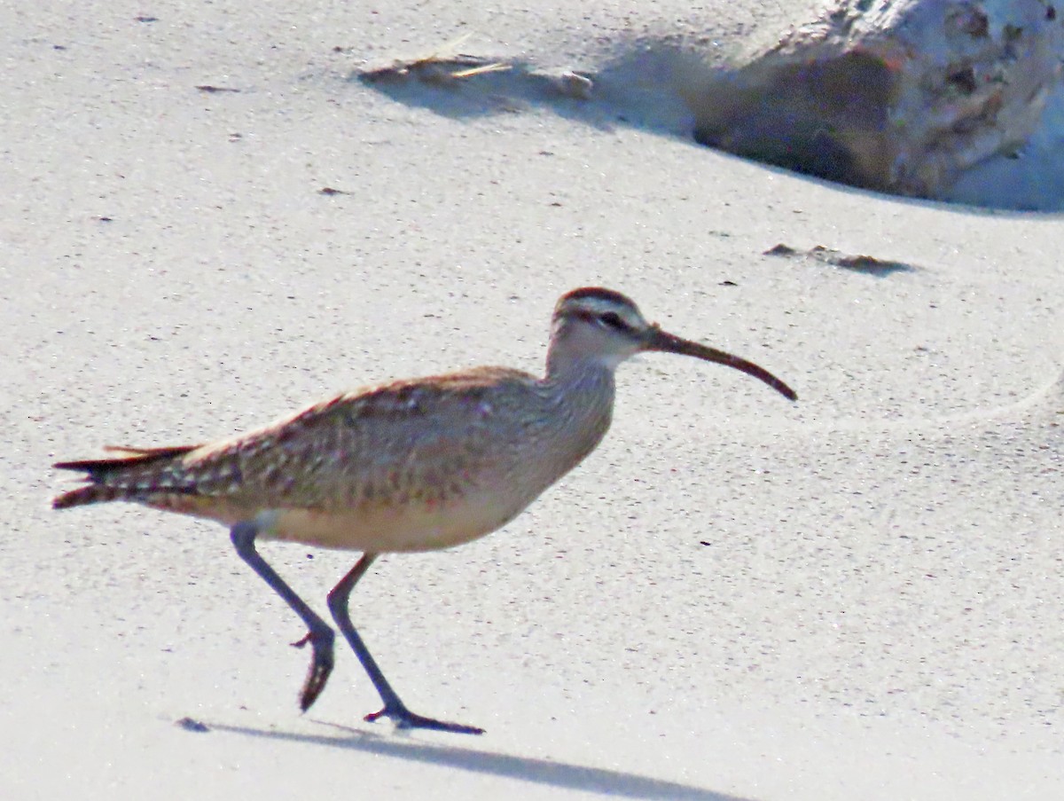 Whimbrel - Anonymous