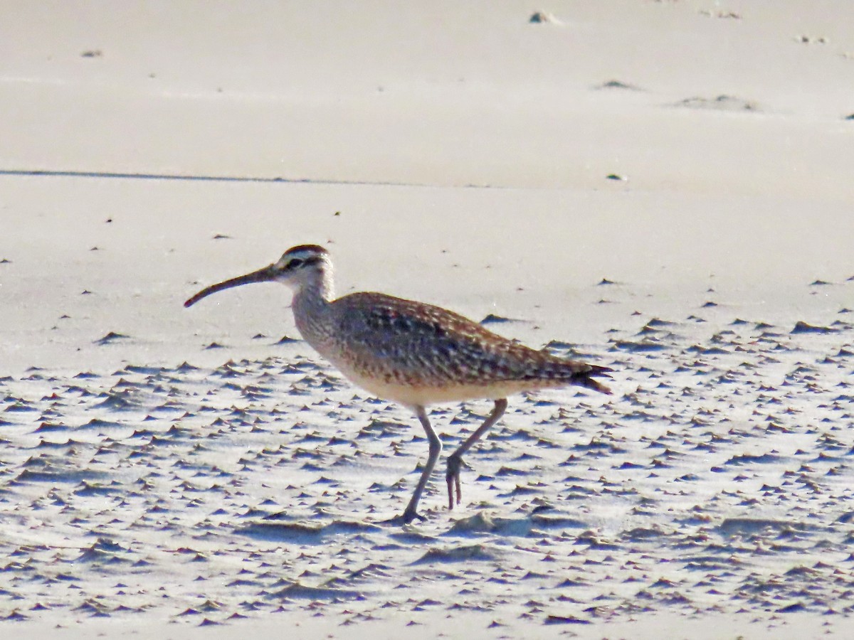 Whimbrel - ML619553661