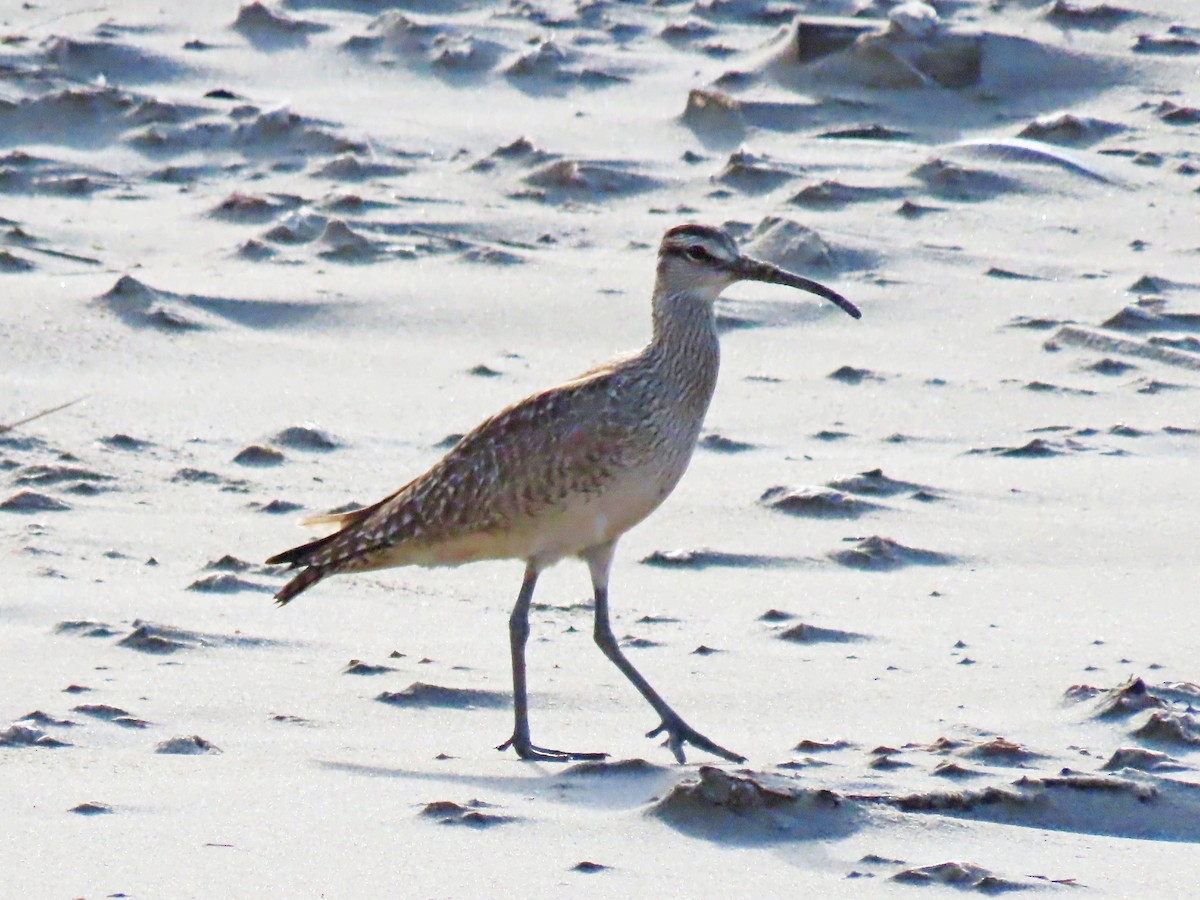 Regenbrachvogel - ML619553662