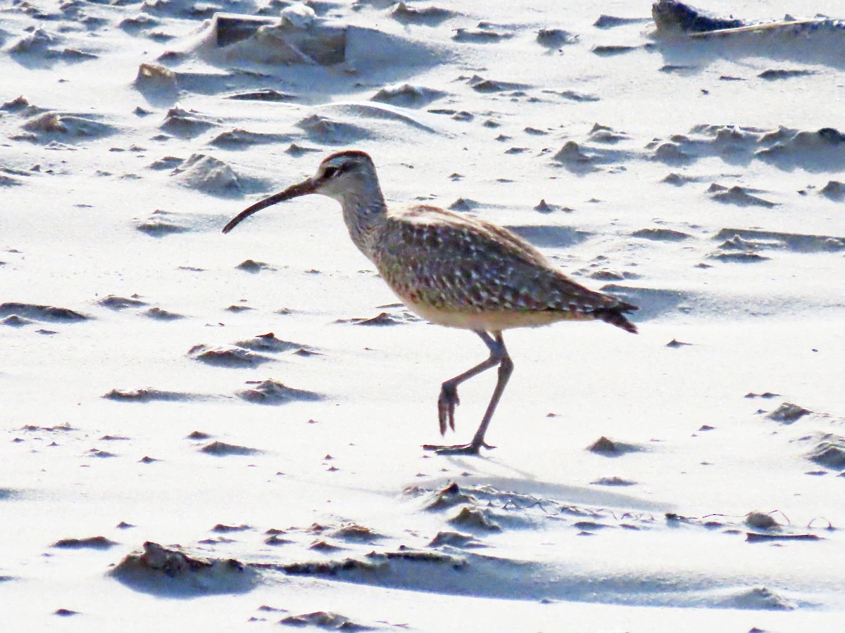 Regenbrachvogel - ML619553663