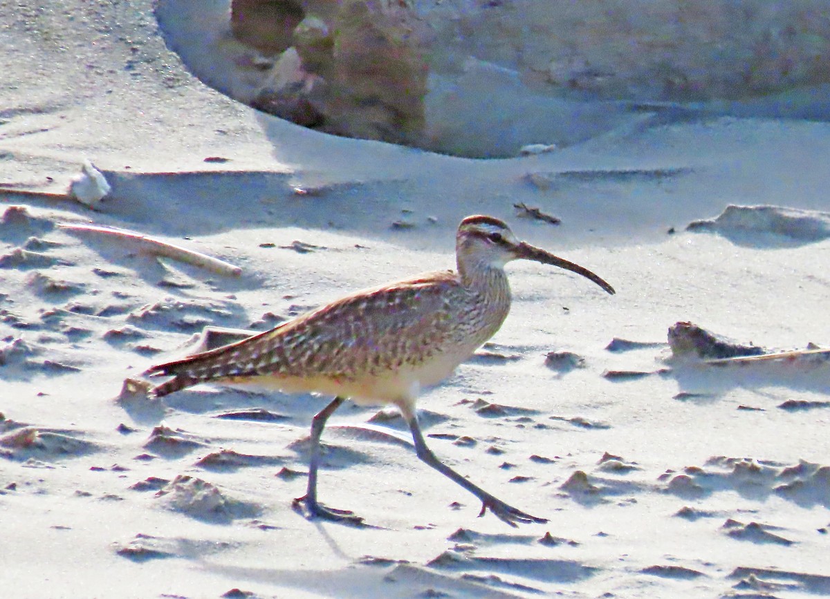 Regenbrachvogel - ML619553664