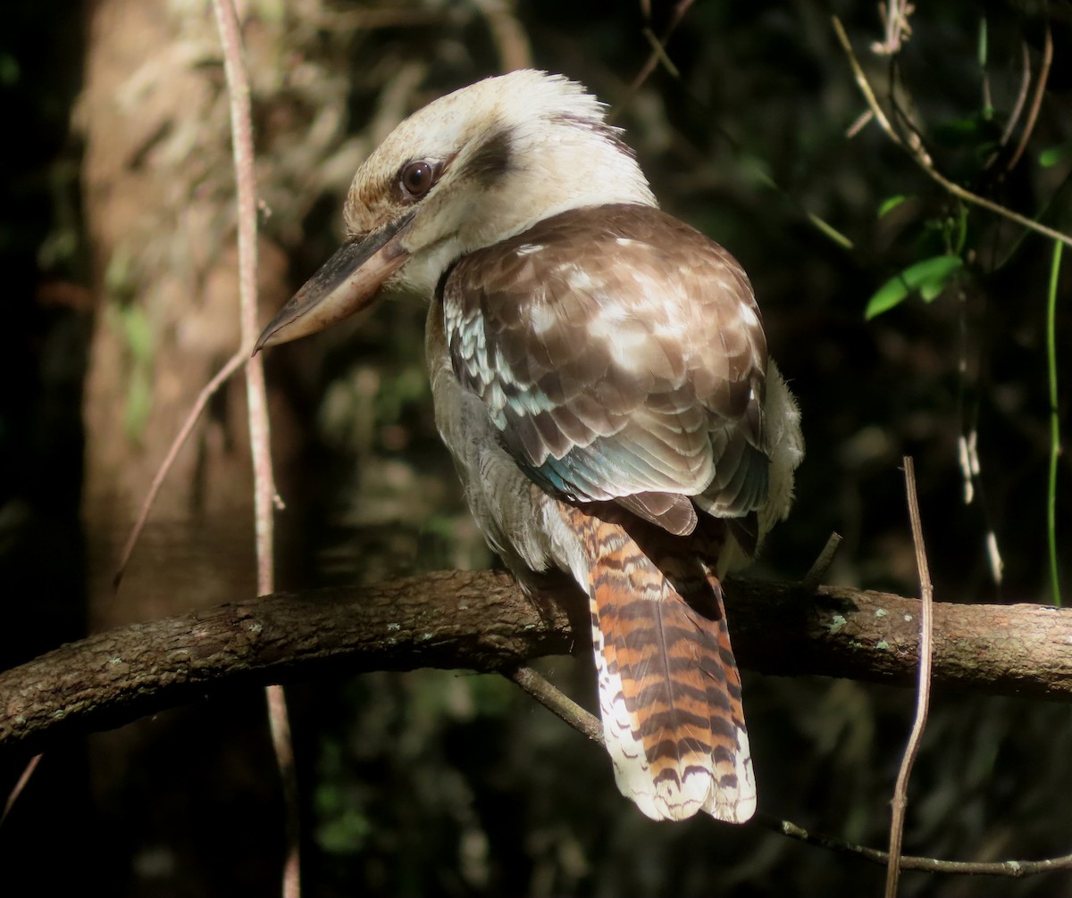 Laughing Kookaburra - Paul Dobbie