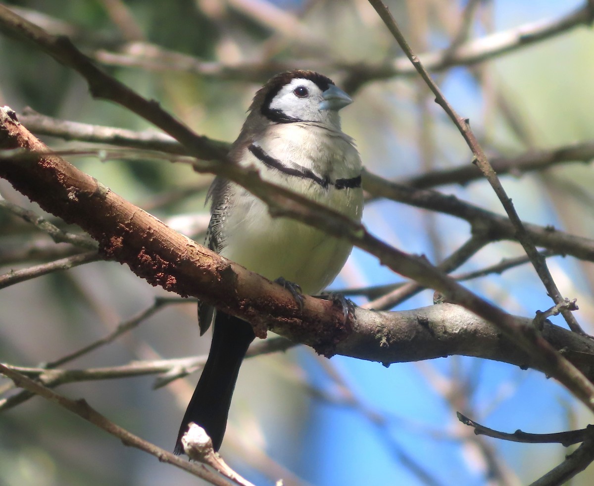 Double-barred Finch - ML619553671