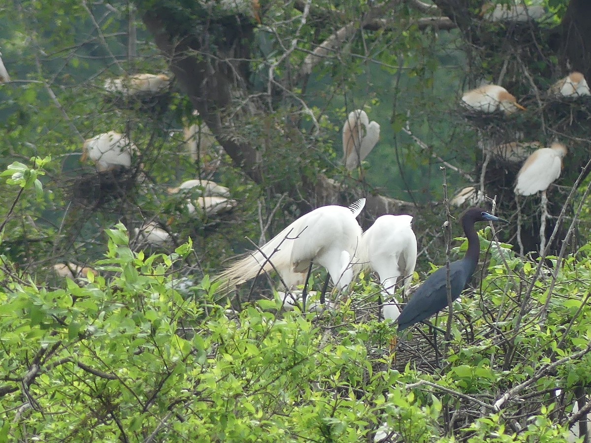 Little Blue Heron - Ryan Banek