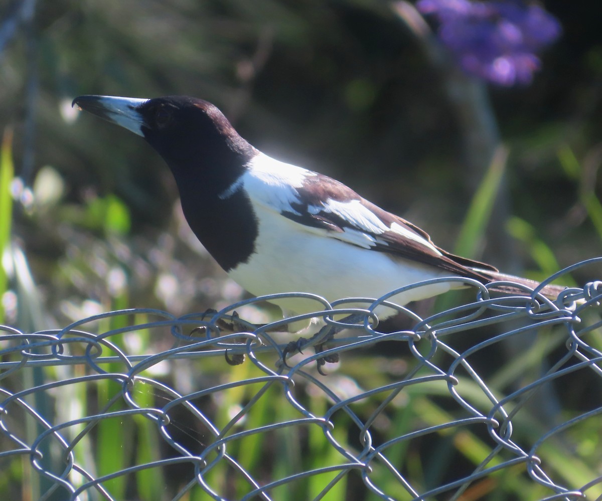 Pied Butcherbird - ML619553678