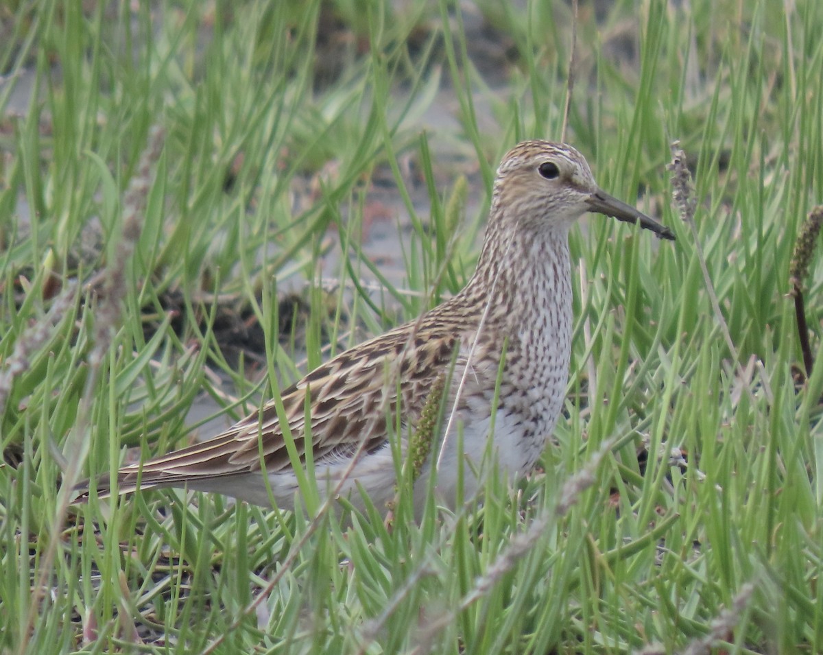 Pectoral Sandpiper - Charlotte (Charlie) Sartor