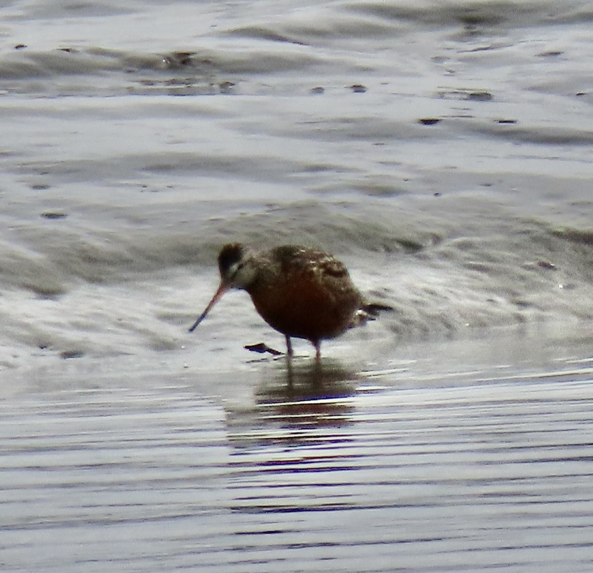 Hudsonian Godwit - Charlotte (Charlie) Sartor