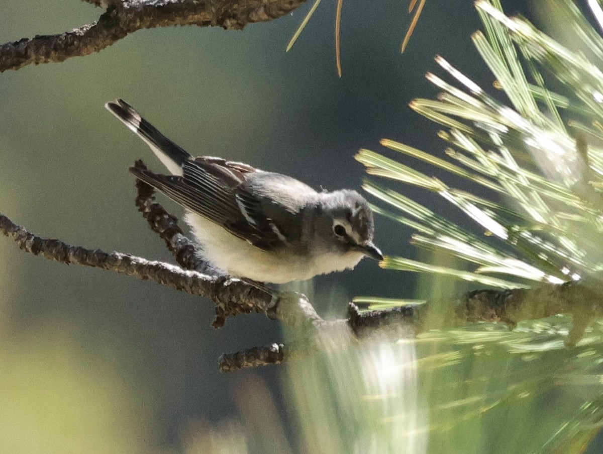 Plumbeous Vireo - Chris Gilbert