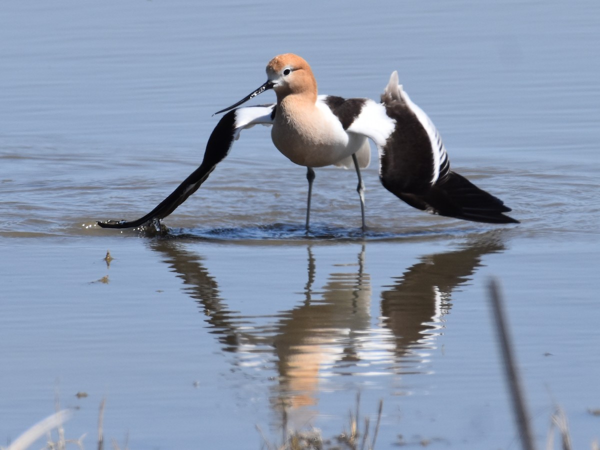 American Avocet - David Gallagher