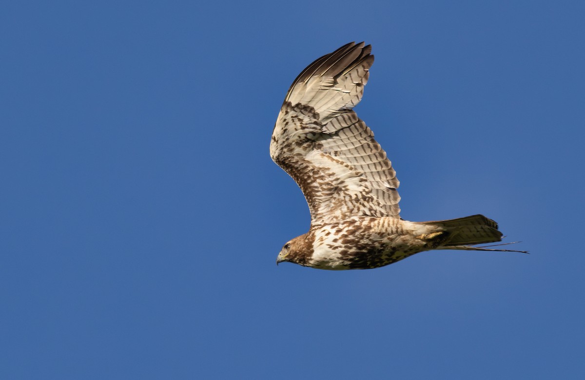 Red-tailed Hawk - Ken Pitts