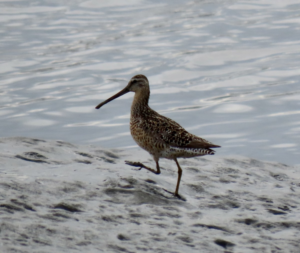 Short-billed Dowitcher - ML619553690