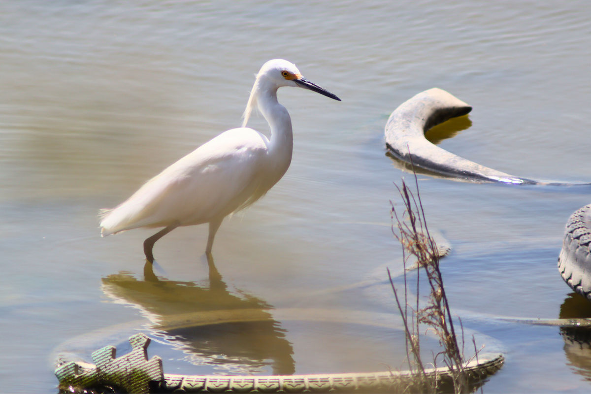 Snowy Egret - Marisel Alexandra Flores Moscol