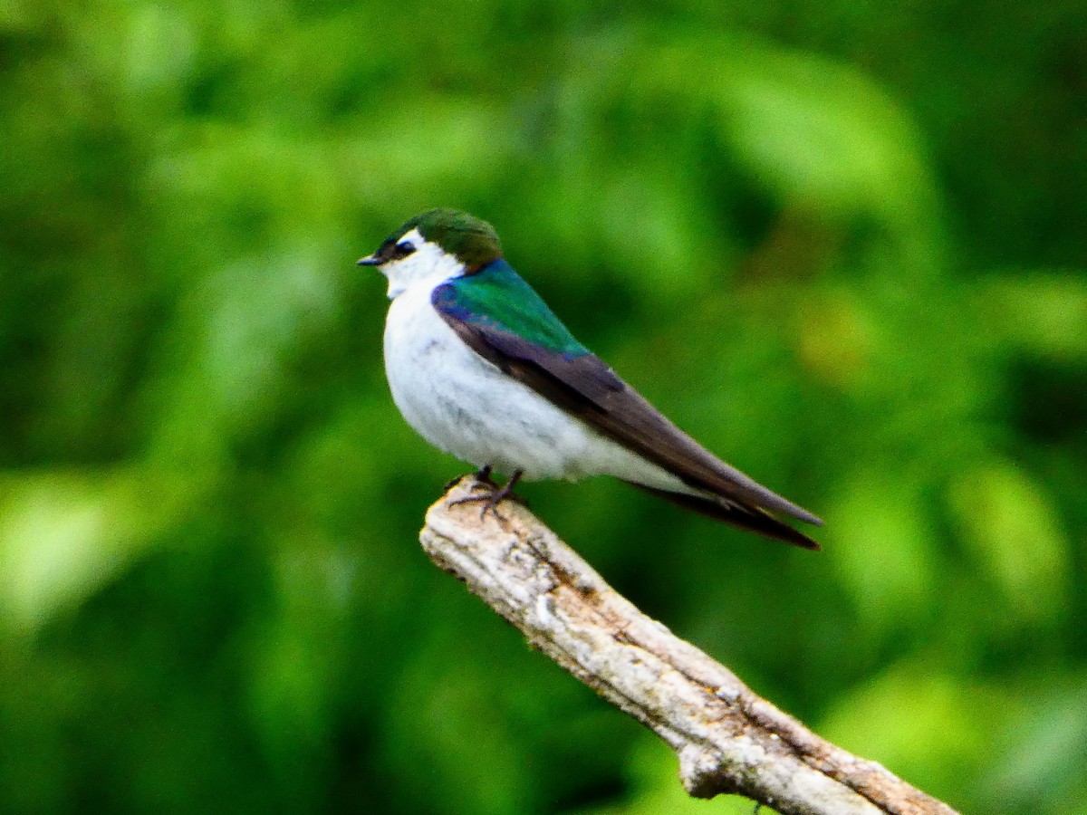 Violet-green Swallow - Aldrin Leung