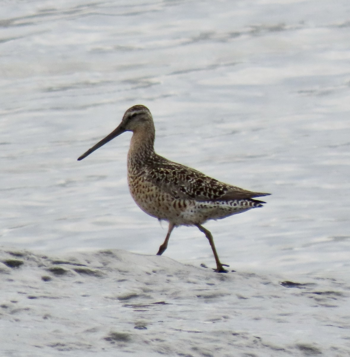 Short-billed Dowitcher - Charlotte (Charlie) Sartor