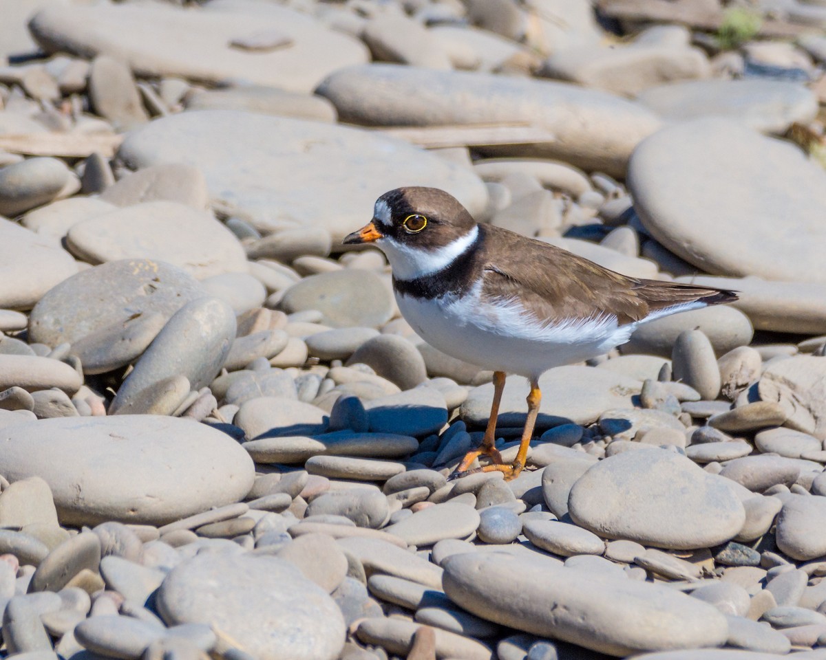 Semipalmated Plover - Larry Bird