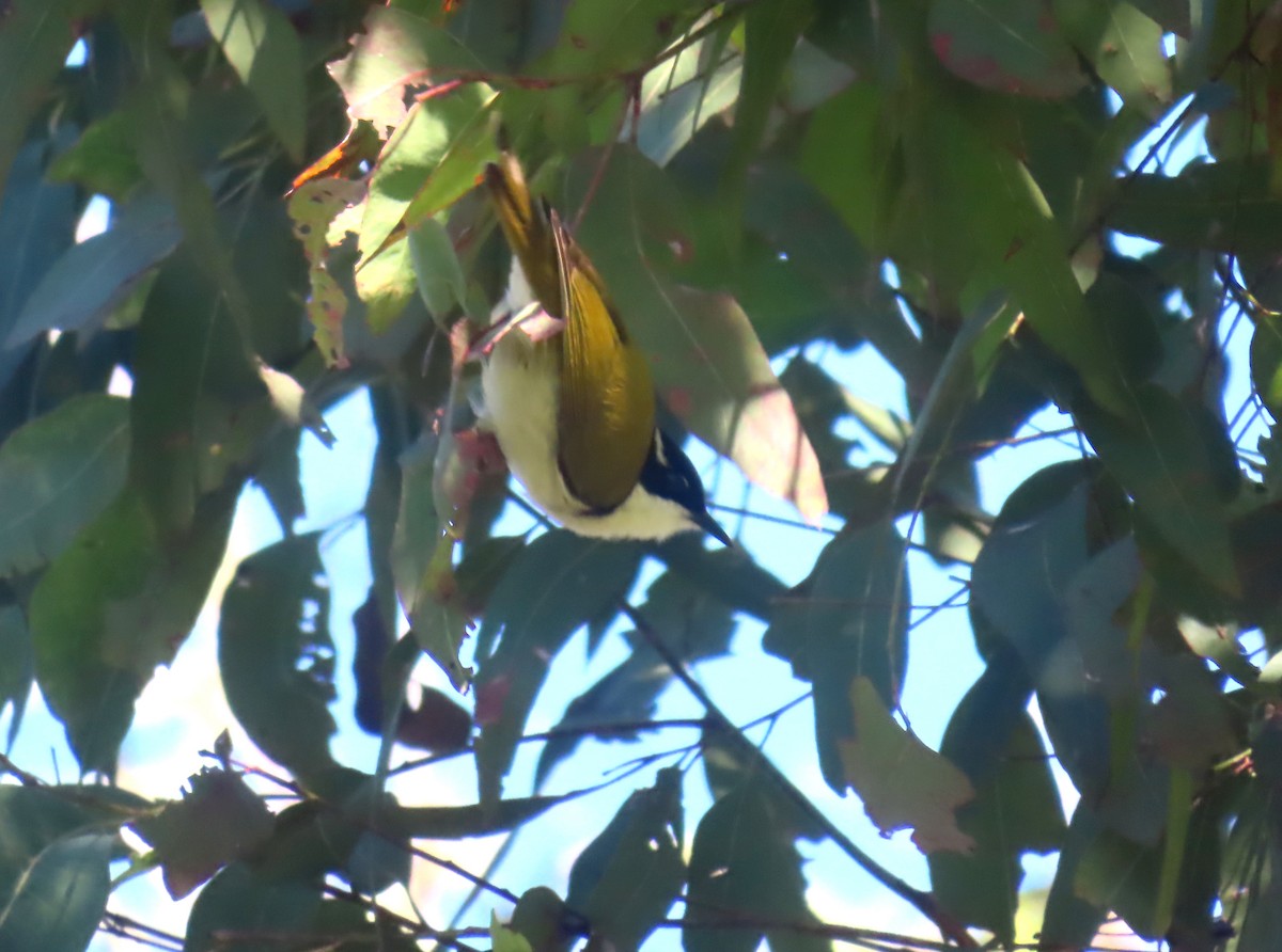 White-throated Honeyeater - ML619553707