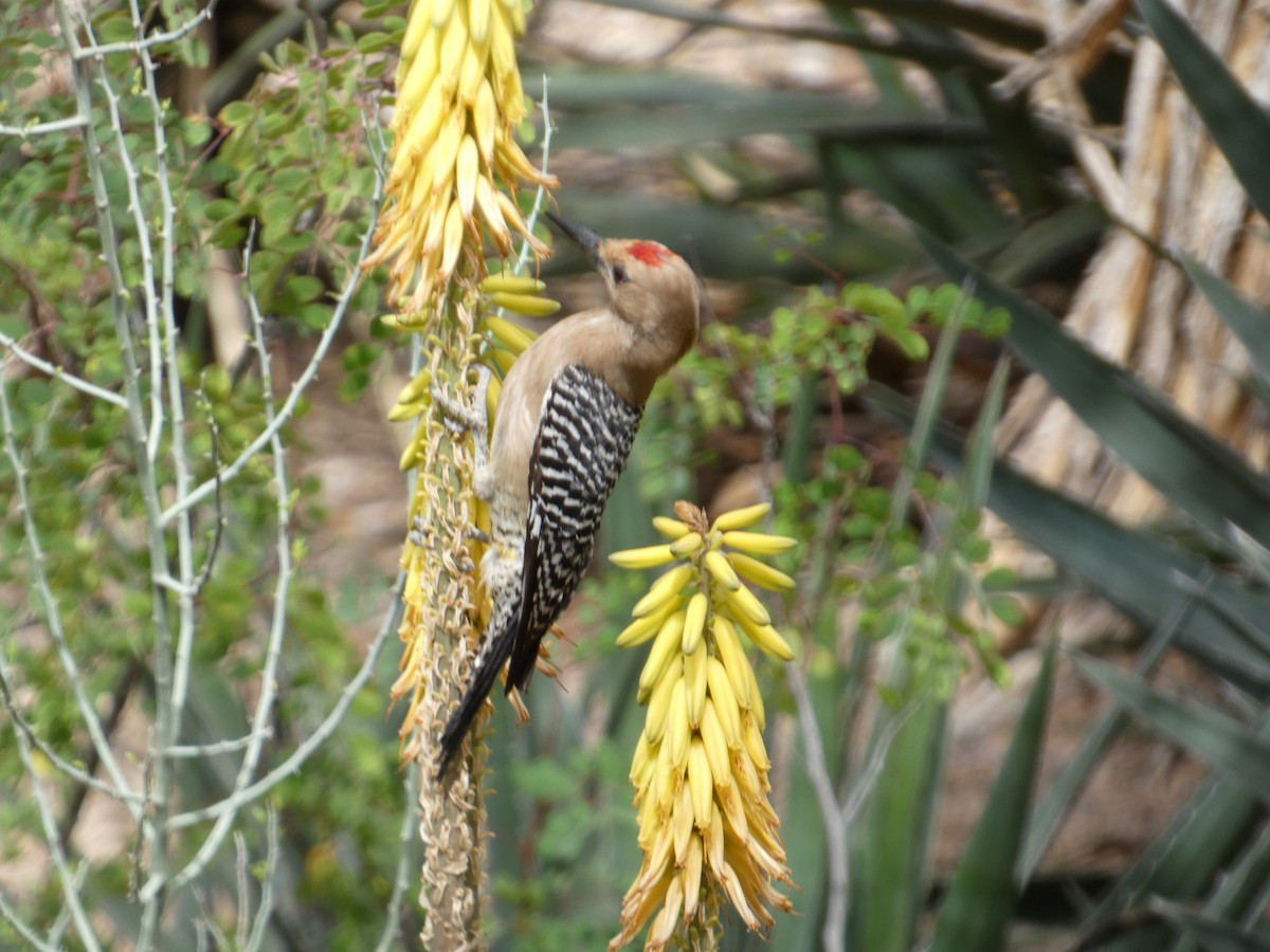 Gila Woodpecker - Eileen Wintemute