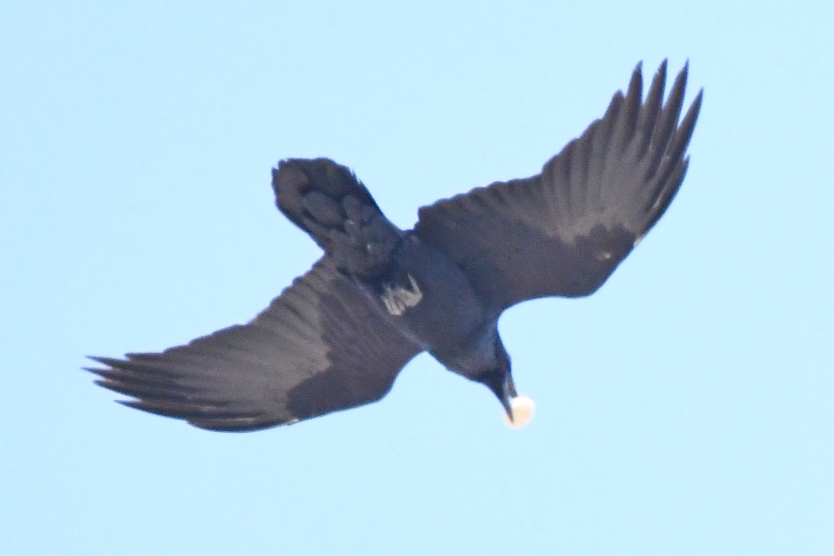 Common Raven - Cathryn Dippo
