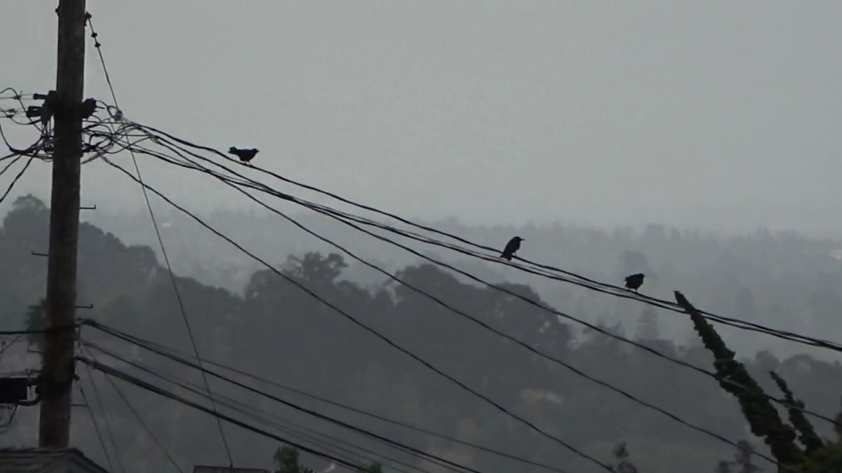 American Crow - Bruce Schine