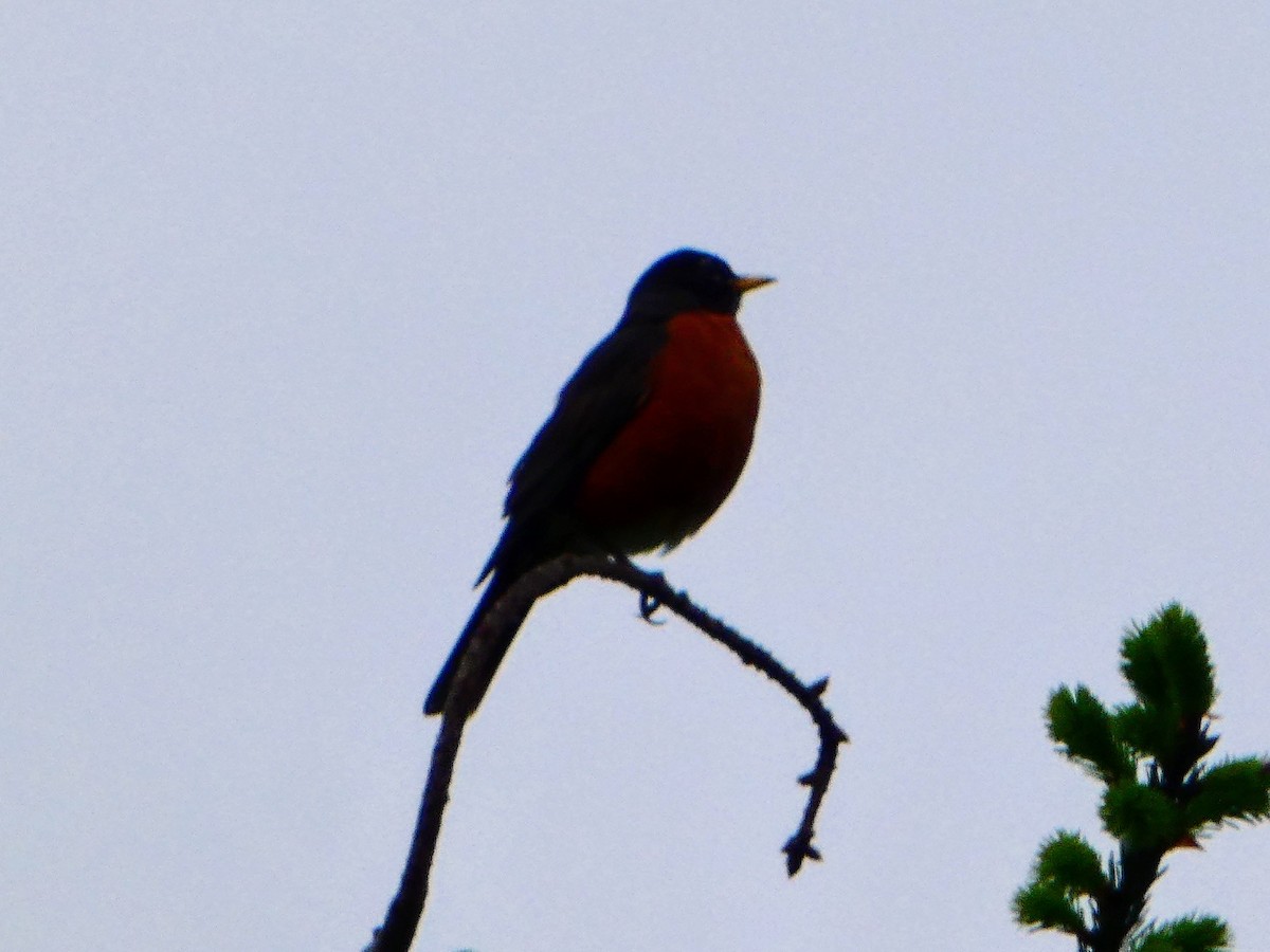 American Robin - Aldrin Leung