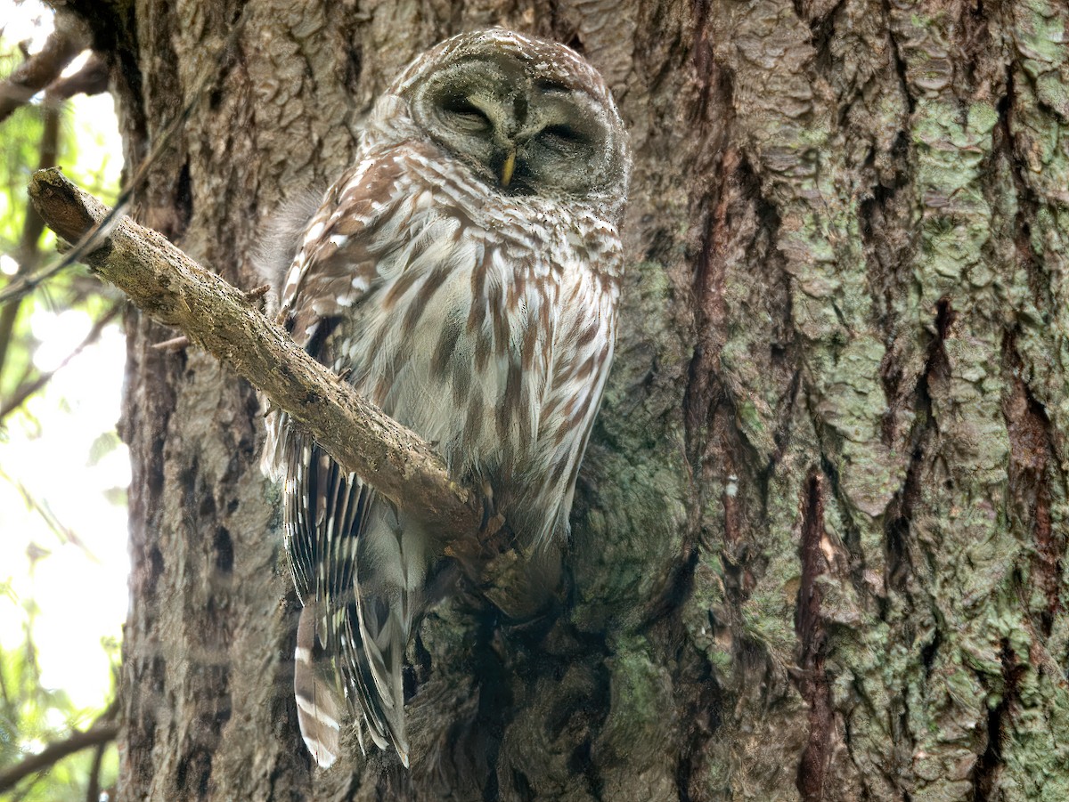 Barred Owl - Dan Tallman