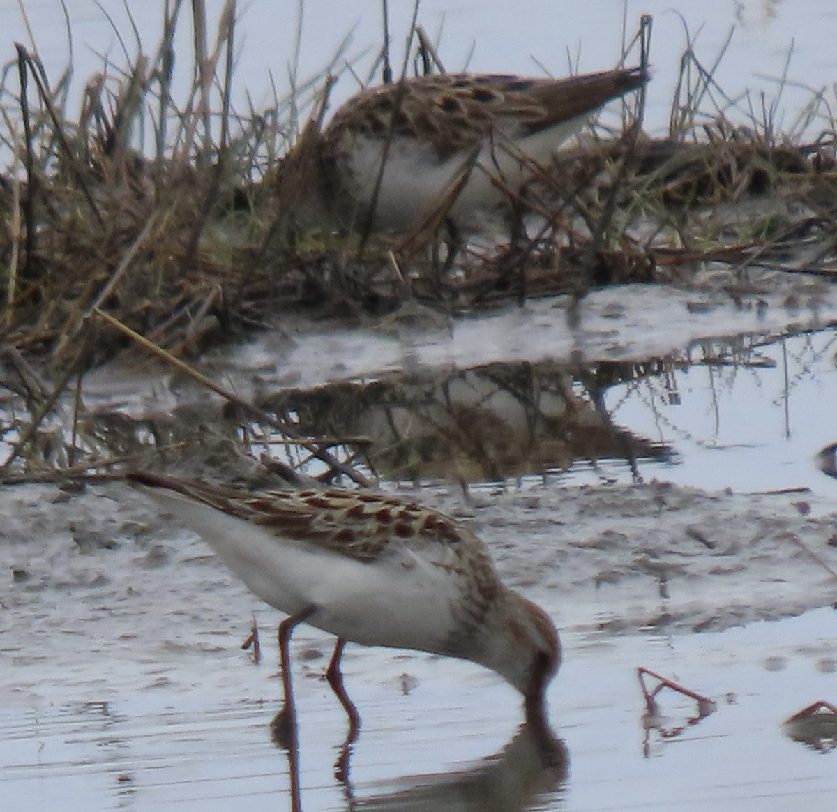 Semipalmated Sandpiper - ML619553724