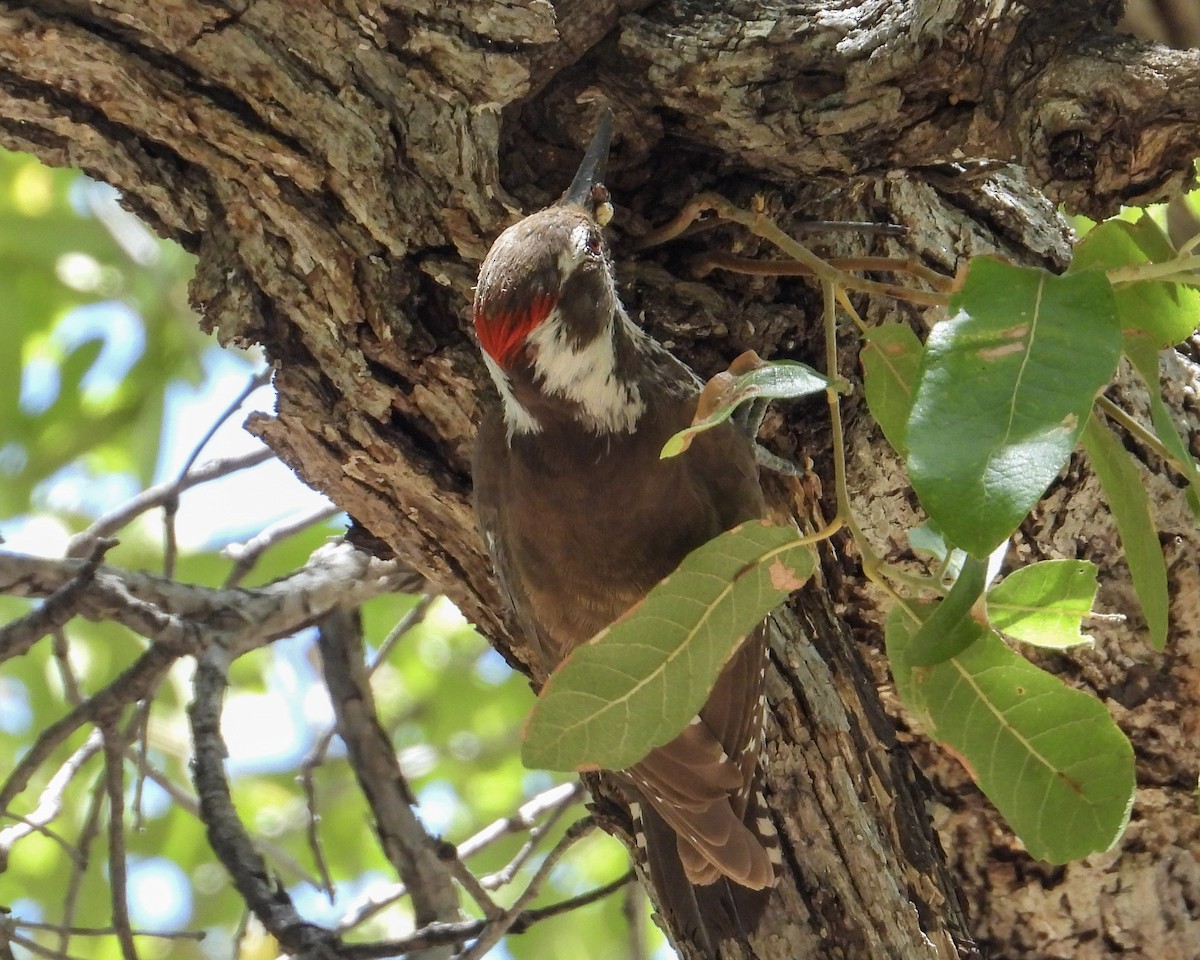 Arizona Woodpecker - Doug Smith