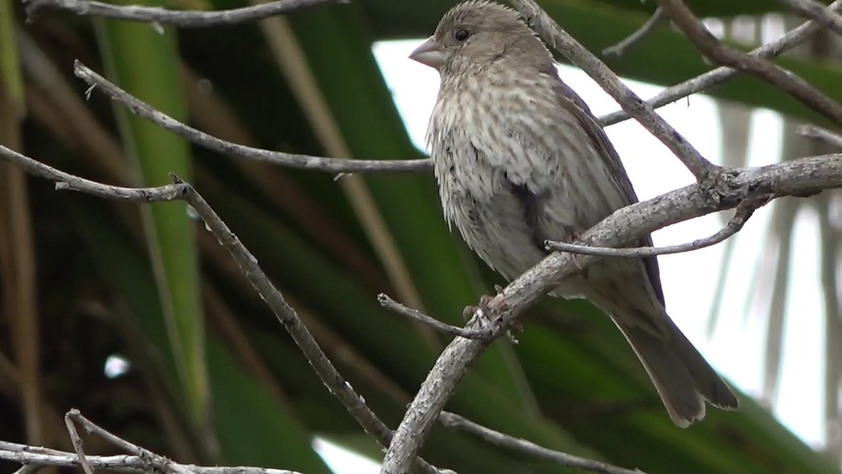 House Finch - Bruce Schine