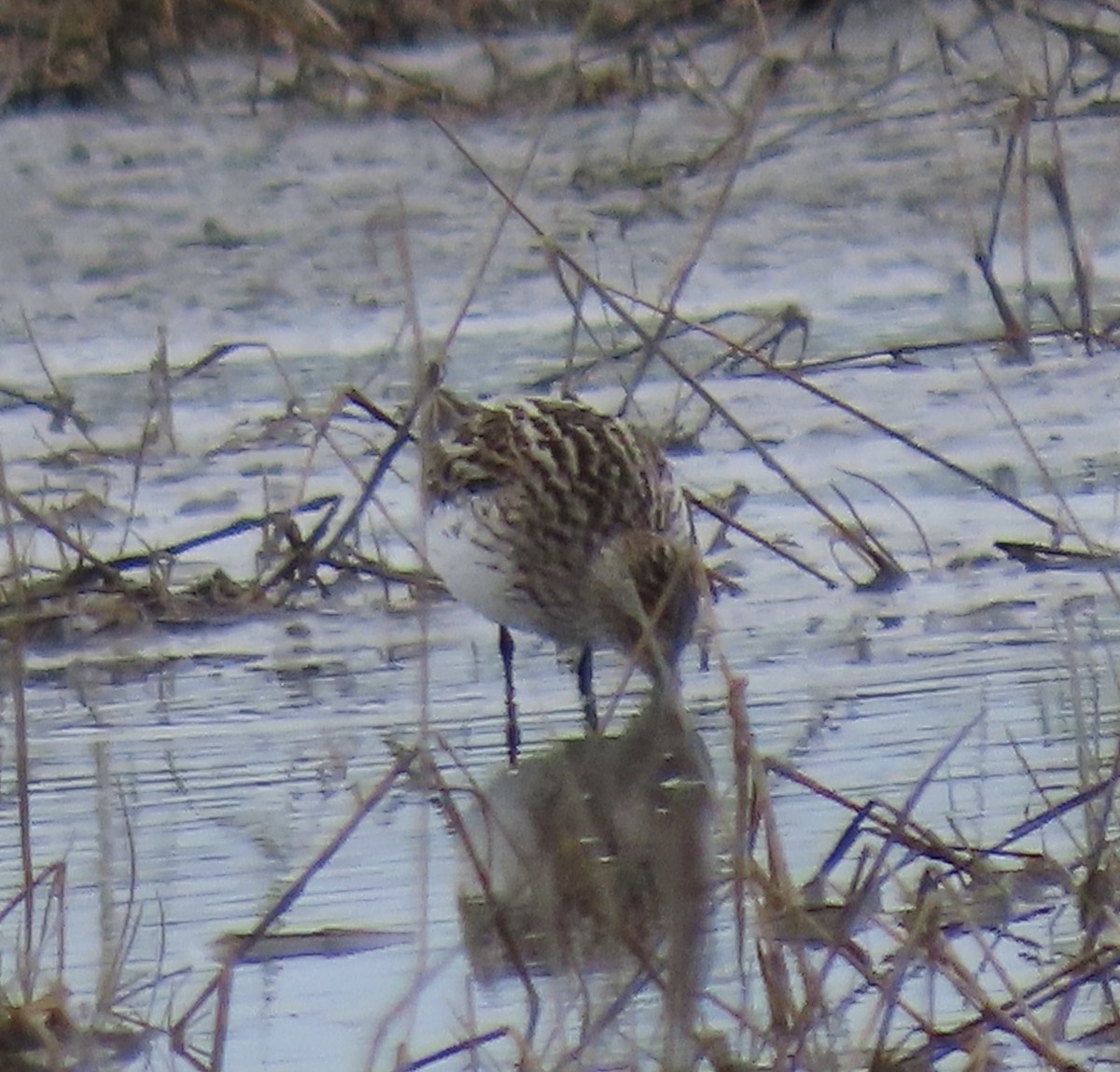 Semipalmated Sandpiper - ML619553727