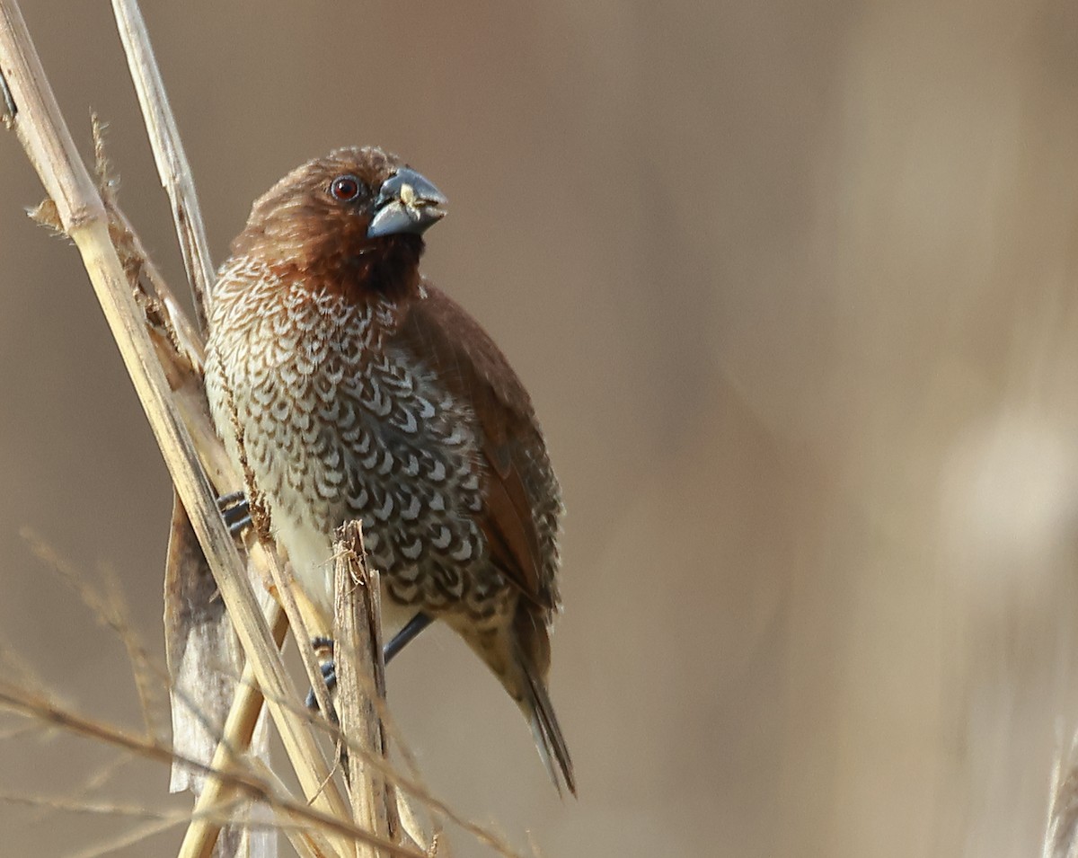 Scaly-breasted Munia - ML619553732