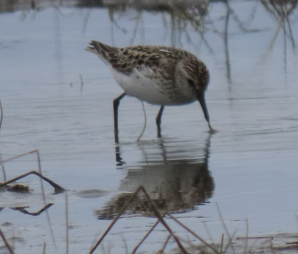 Semipalmated Sandpiper - ML619553735