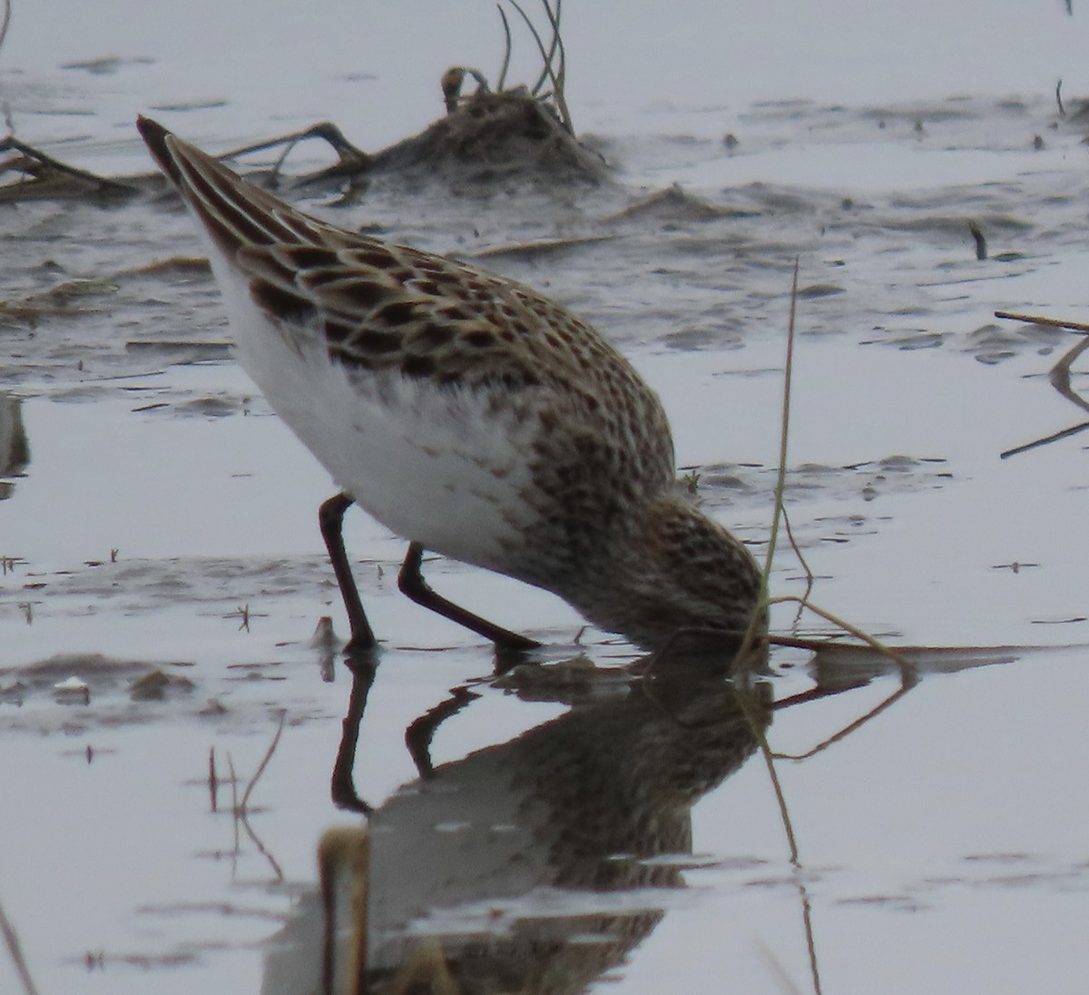 Semipalmated Sandpiper - ML619553740