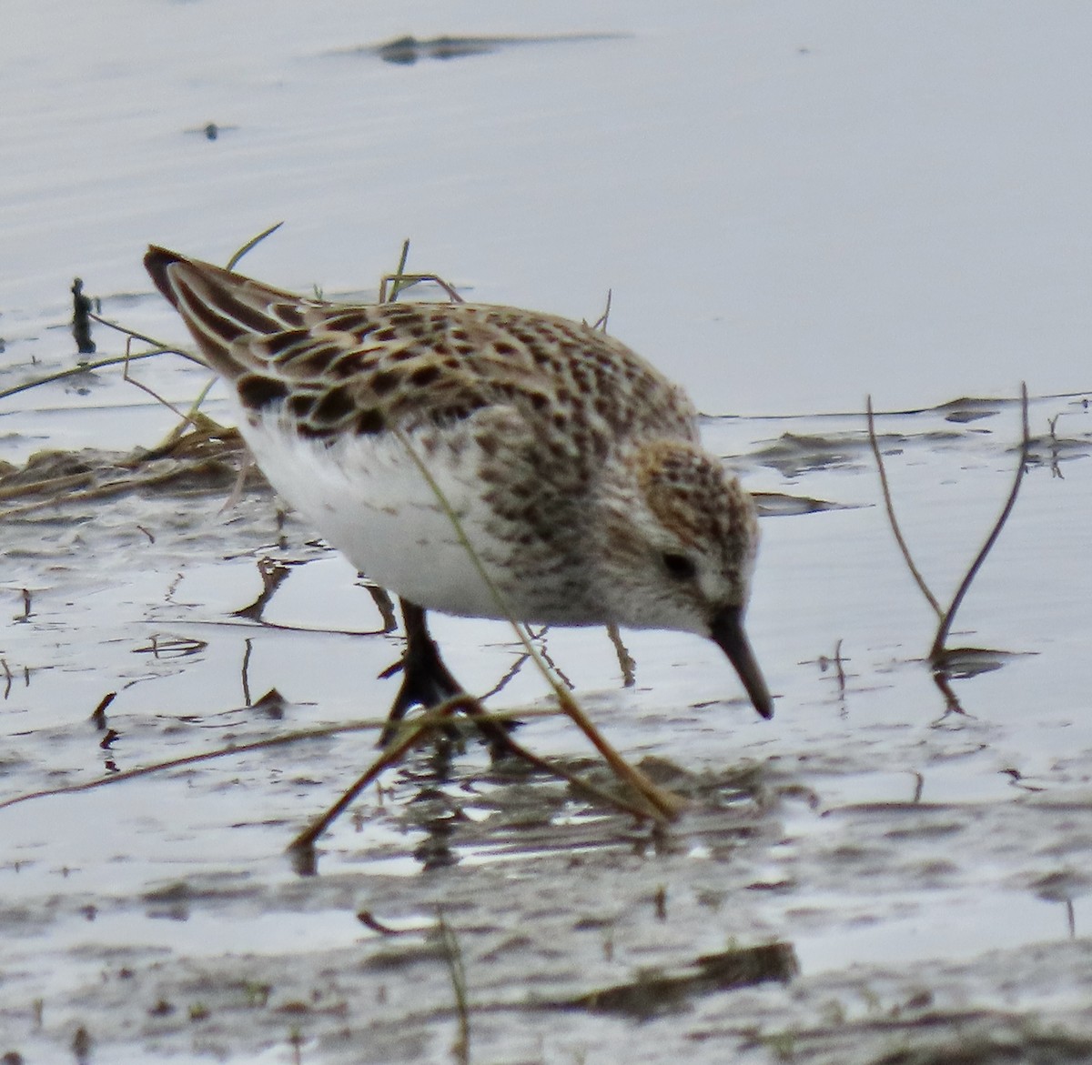 Semipalmated Sandpiper - ML619553742